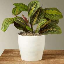 Calmative Plant Seeds Vibrant Red Lobelia Flowering Plant Inch Seedling Pots Big Bag Striped Seeds