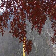 Scarlet Oak Tree Seedling (Quercus Coccinea) Cuckoo Clock Leaf Deep Woods Seed Acorn Deep Red Color Fall Forest Look PRE  April 29th