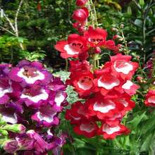 100 SENSATION MIX PENSTEMON Hartwegii Barttonge Colors Bicolor Red, Pink, White, Purple, White Flower Seeds - 種子 - 查看 9