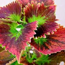 Coleus Seeds Blumei Seeds 200Seeds Rare Variety - 200 Seeds - View 2