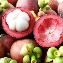 Plant To Be Delivered Within 3 Days! Mangosteen Tree Seeds Four Seasons Suitable For Potted Plants Can Bear Fruit Within A Year