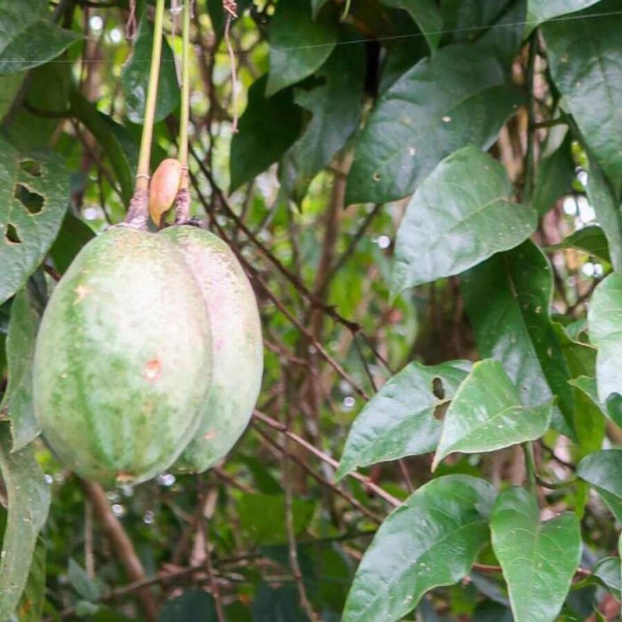 Passiflora Popenovii, Perfect Passion Fruit, Very Rare - 5 Seeds