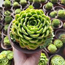 4in Live Succulent Plants Indoor Plant Outdoor Garden Decorat Plants Live   Vegetable Seeds Seeds Hosta Plants Live Plants Plants Gardening Flower Seeds Plant Flowers For Outside Semillas De Flores Para Sembrar Gardening  All  Live Plants Not Seeds Live Plants  Plants For Outside Mosquito Repellent Outdoor Garden Perennial Plants Seeds For Planting Live Plants  Not Seeds Perennial Flower Seeds Plant Seeds