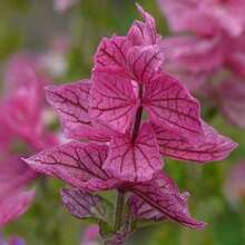 PINK SUNDAE Clary Sage 200 Seeds - Variant1 - View 2