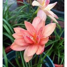 Seeds 2 Rain Lily B1ulbs TW91030113 - Variant1 - View 2