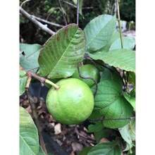 White Guava Seeds, Sweet Melon, Hawa Fruit, Rare Tropical Organic Food