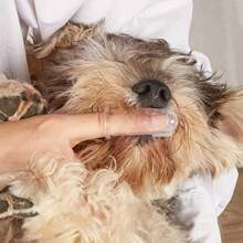 20/8/3 piezas Cepillo de dientes para mascotas, Cepillo de dientes para perros, Cepillo de dientes para gatos, Para limpiar los dientes de los perros, Cuidado dental para mascotas Cepillo de dientes de goma para el dedo, Juego de cepillo de dientes para el dedo con bolsa de almacenamiento para perros y gatos - Cuidado dental suave, Herramienta de limpieza de dientes fácil de limpiar, Sin batería requerida, Bolsa de almacenamiento adecuada para baño, maquillaje, exterior, viaje