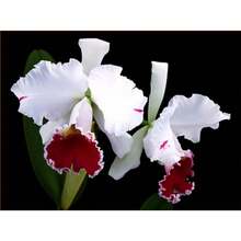 269 Pieces - Pack Of Rare Catalan Seeds Orchid Flower Seeds For Home Garden Plants Garden Decoration