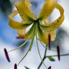 There Is Lilium Henryi.Citranum Tiger Lily 100 Seeds - Variant1 - View 2