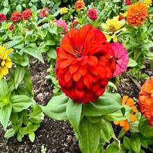 Dahlia Flowered Mix Zinnia Seeds - Zinnia Elegans - Pretty & Pollinator Friendly