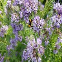 Phacelia Herb Organic Seeds, 250+ Count Phacelia Phacelia Seeds, Home Gardening, High Germination, For Garden And Pot, Phacelia Tanacetifolia