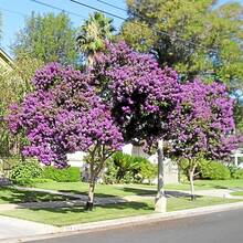Easy Planting High Germination Rate GARDEN 50 Purple Giant Crepe Myrtle Seeds, Queen's Crepe Myrtle, Proud Of India, Lagerstroemia Flower - Flamboyant Exotic Perennial Privet - Attracts Pollinators