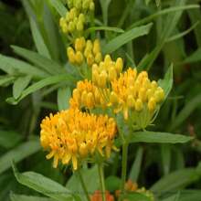 Schmetterlingsmilchblume 'Hello Yellow' (Asclepias tuberosa) Paket mit 12 Samen mit KOSTENLOSEM Versand