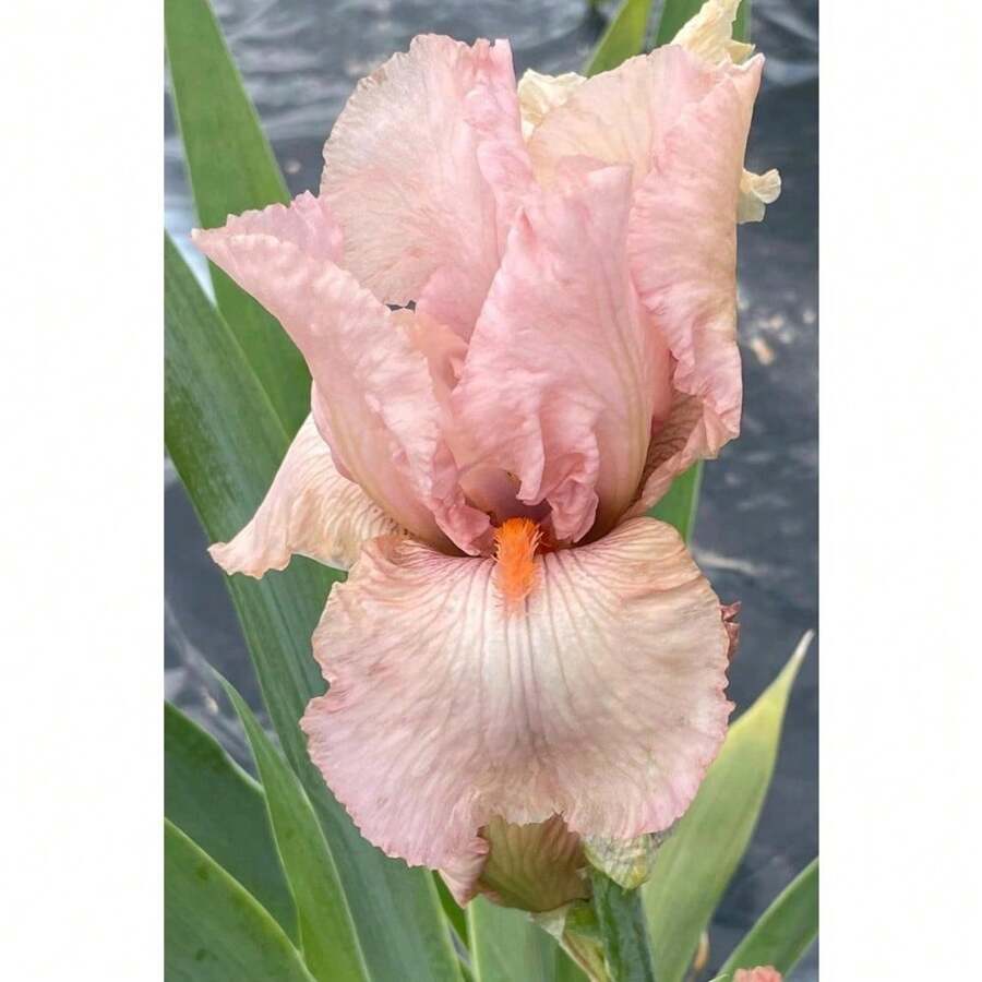 110 Heirloom Iris Seeds - The Ultimate Choice For Effortless, Beautiful Gardening