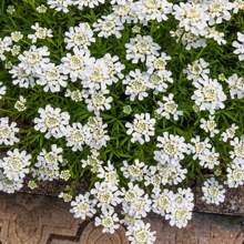 5000pcs Iberis Seeds - Unleash A Carpet Of Delicate, Fragrant Blooms In Your Garden, Adding A Touch Of Elegance All Season Long