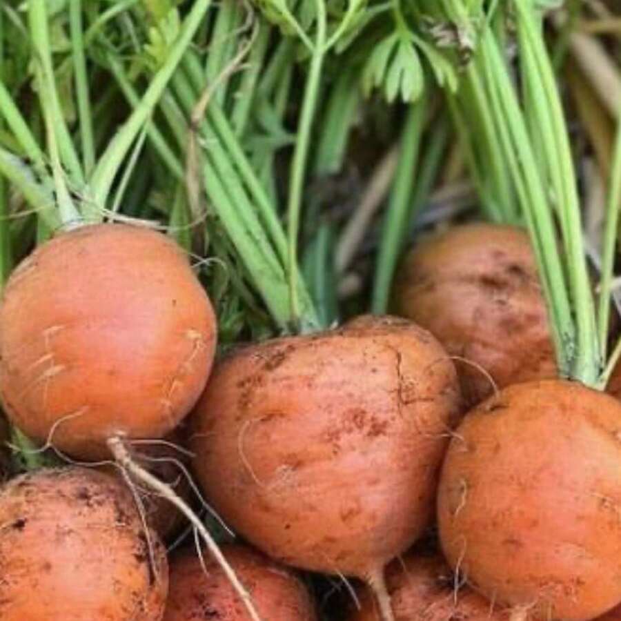 Parisian Courtyard Garden Seeds - 1000+ Heirloom Varieties, Ideal Plants On , Vegetable Seeds, Hosta Plants, Live Plants, Garden Plants, Flower Seeds, Plants For Outdoors, Flower Seeds For Planting, Garden , All  Live Plants, No Seeds, Live Plants On , Mosquito Protection For The Garden, Perennial Plants, Seeds For Planting Live Plants, , No Seeds, Perennial Flower Seeds, Plant Seeds - 1包 - 查看 1