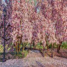 5 SAUCER MAGNOLIA X Soulangeana Denudata & Liliiflora 5 - 10" Pink And White Tulip Tree Seeds