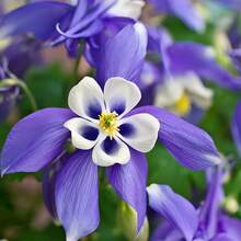 174 Pieces Lily Seeds, Suitable For Planting In The Cold Season, High Sporulation Rate, Easy To Plant, Long Blooming Period, Cold-Resistant Flowers Planted All Year Round, Beautiful Flowers Add To The Garden,  Of Vegetable Seeds, Hosta Plants, Garden Flowers Seeds, Plants For Outdoors, Semillas De Flores Para Sembrar Garden , All Plants For Outdoors, Mosquito Protection, Garden Plant Seeds For Planting, Perennial Flower Seeds, Plant Seeds