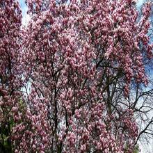 5 SAUCER MAGNOLIA X Soulangeana Denudata & Liliiflora 5 - 10" Pink And White Tulip Tree Seeds
