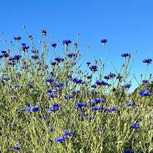 Cornflower/Bachelor Button Seeds - Centaurea Cyanus - Beautiful, Abundant And Edible