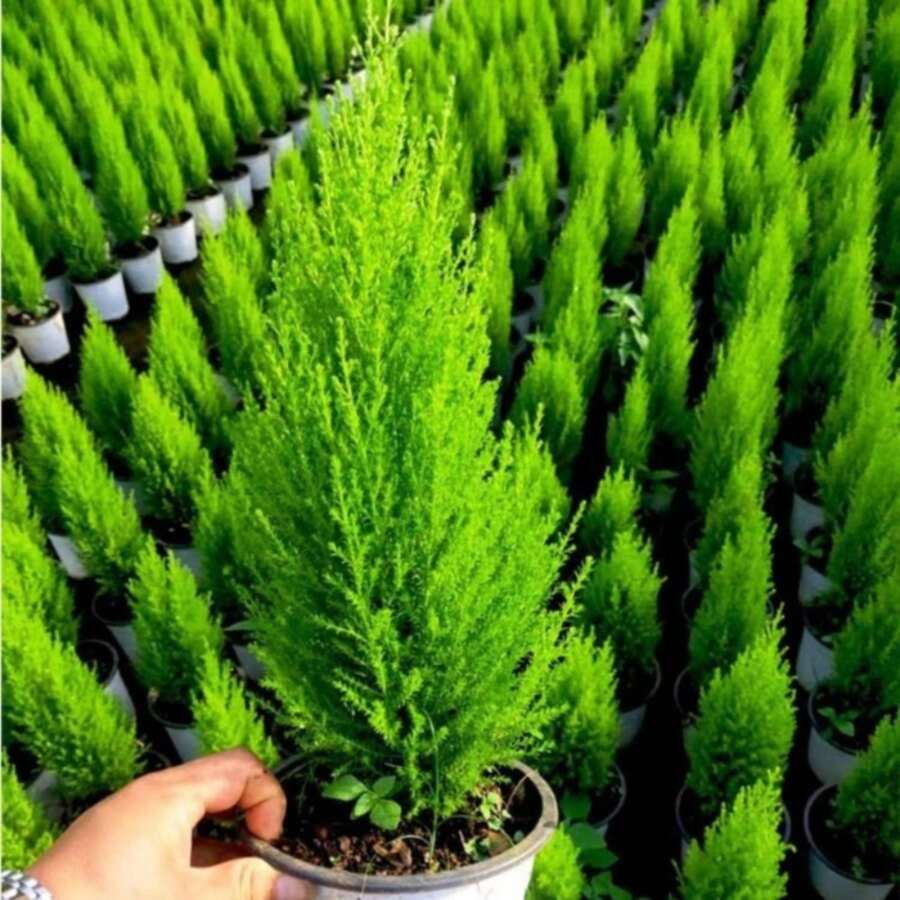 110 Seeds Piece Rare Dwarf Boxwood Mixed With Black Pine Seeds - High Survival Rate - Easy To Plant - Suitable For Indoor Balcony Gardens - Can Be Given As A Christmas Gift - 110粒種子 - 查看 1