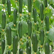 1000pcs Delicious Cucumber Seedlings AllSeason Planting Seeds In Mesh Bags For Home Gardeners - SEED - View 2