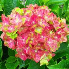 100 Pieces Pistachio, Hydrangea Seeds, Light Privacy Screen, Eye-Catching Flowering Trees, Suitable For Potted Plants, Soil Bonsai, Low Maintenance Plants,   Of Vegetable Seeds, Hosta Plants, Garden Flower Seeds, Plants For Outdoors, Semillas De Flores Para Sembrar Garden , All  Plants For Outdoors, Mosquito Protection, Garden Plant Seeds For Planting, Perennial Flower Seeds, Plant Seeds