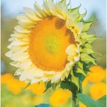 Gift 500 Pieces 50 Sunflower Seeds Sunflower Procut Lite White Cut Flower Seeds Helianthus Seeds F1 Hybrid - 變體1 - 查看 6