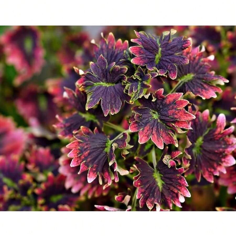 Coleus Seeds Blumei Seeds 200Seeds Rare Variety - 200 Seeds - View 1