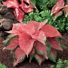 Gratis 500 semi aggiuntivi/100 semi di verdure thailandesi invernali per vasi, pianta bonsai di caladio, piante vive in , semi di verdure, piante di hosta, piante vive, semi di fiori da giardino, piante da esterno, repellente per zanzare, giardino all'aperto, piante perenni, semi per la semina, piante vive in , nessun seme, semi di fiori perenni, semi di piante