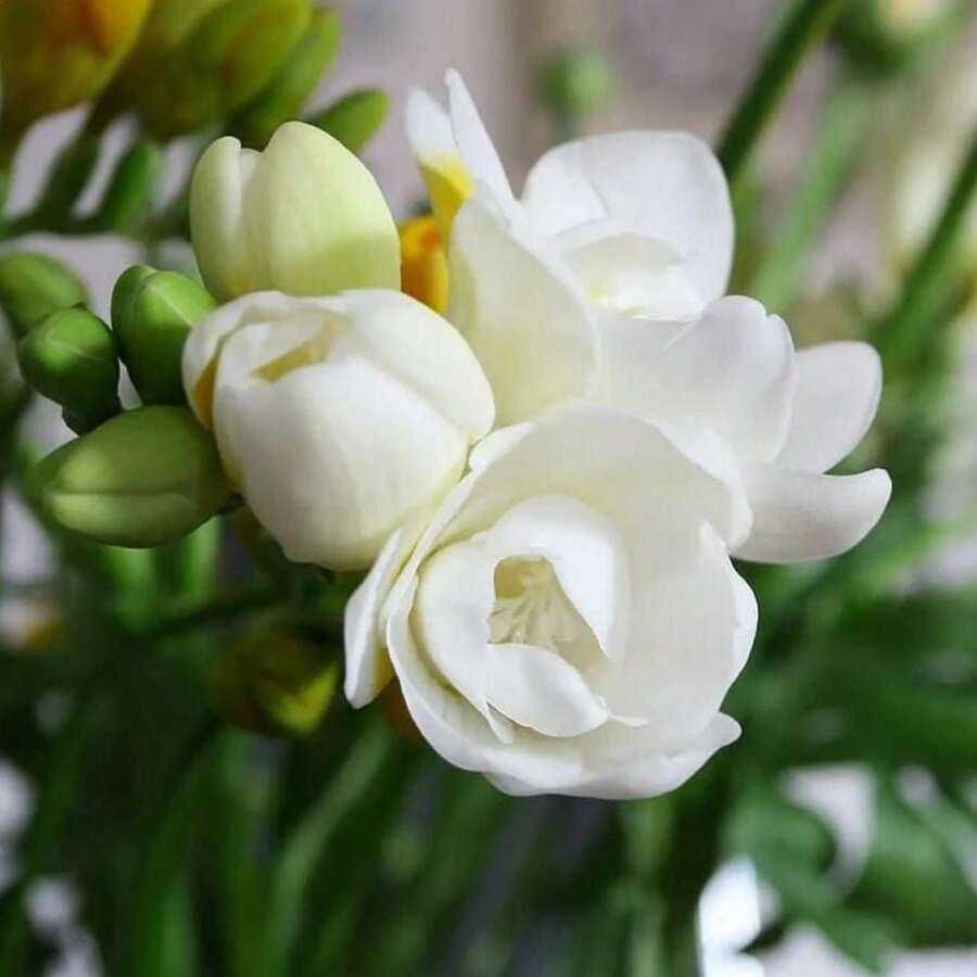 Climbing Jasmine Flowers, Garden Decoration For Outdoor, Flower Plants Suitable For Plant Lovers As A Gift From Nature - 50粒/粒種子 - 查看 1