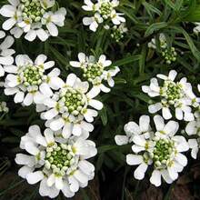 5000pcs Iberis Seeds - Unleash A Carpet Of Delicate, Fragrant Blooms In Your Garden, Adding A Touch Of Elegance All Season Long