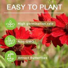 500 Pieces Dwarf Coreopsis Plains Wildflower Seeds For Outdoor Planting - Perennial Coreopsis Tinctoria Plants Bloom Garden Home Non-GMO Heirloom Easy Plant