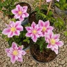Clematis Kleine Entlein Samen 15