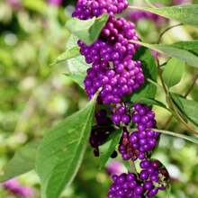 30 American Beautyberry Callicarpa Americana Seeds - Variant1 - View 1