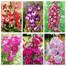 100 SENSATION MIX PENSTEMON Hartwegii Barttonge Colors Bicolor Red, Pink, White, Purple, White Flower Seeds - 種子 - 查看 6