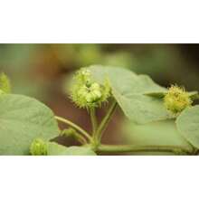 Plant Deliver Within 3 Days! 200 Seeds Very Rare Tropical Ornamental Vine - Large Leaf Ivy