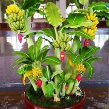 100 Samen Zierbanane Exotischer Baum Indoor Zwerg Mehrjährige Blumen Pflanzen Erbstück Blumen