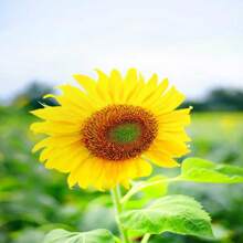 Gift 500 Pieces 50 Sunflower Seeds Sunflower Procut Lite White Cut Flower Seeds Helianthus Seeds F1 Hybrid - 變體1 - 查看 7