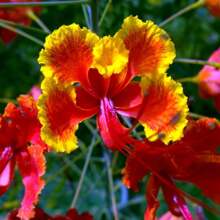DWARF POINCIANA Flower-20Seeds