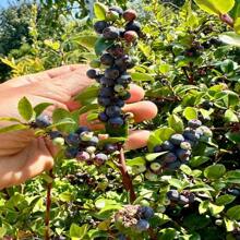 Evergreen Huckleberry Seeds - Vaccinium Ovatum - Delicious, Sweet, And Perennial