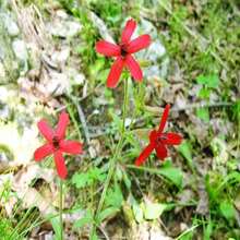 20 ROYAL RED CATCHFLY Hummingbird & Endangered Native Flower Silene Regia Seeds - SEED - View 4