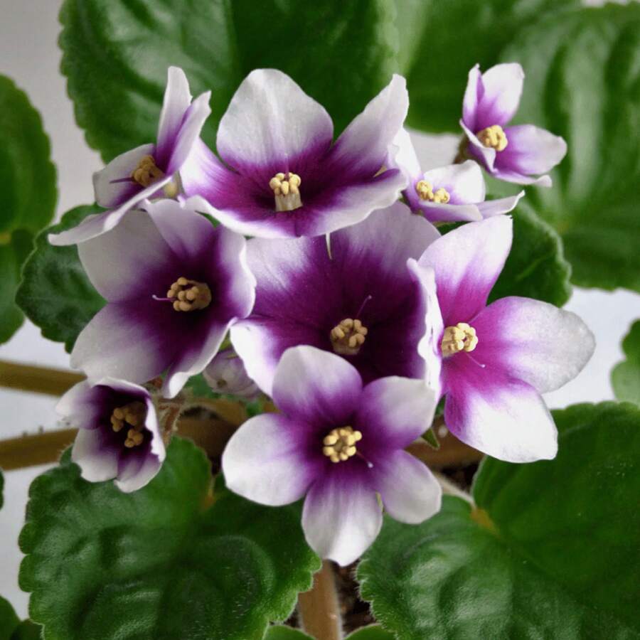 Heirloom African Violet Garden Se.Eds - 500pcs Perfect For Indoor Planting And Home Gardening - 1Pack - View 1
