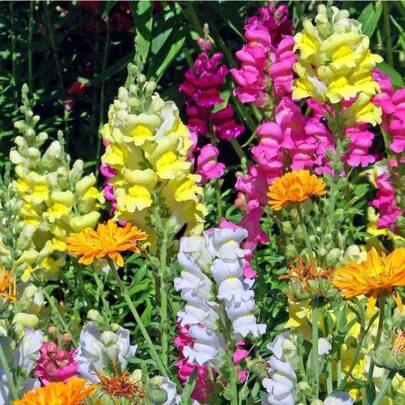 266pcs Heirloom Snapdragon Flower Seeds Plants Live   Vegetable Seeds Seeds Hosta Plants Live Plants Plants Gardening Flower Seeds Plant Flowers For Outside Semillas De Flores Para Sembrar Gardening  All  Live Plants Not Seeds Live Plants  Plants For Outside Mosquito Repellent Outdoor Garden Perennial Plants Seeds For Planting Live Plants  Not Seeds Perennial Flower Seeds Plant Seeds