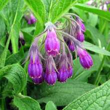 70 Perennial Symphytum Officinale Beinwell Herb Garden Seeds For Plants Live  Vegetable Seeds Plants Hosta Plants Live Plants Garden Plants Flower Seeds Plants For Outdoor Flowers For Outdoor Plant Seeds Not Seeds Perennial Flower Seeds Plant Seeds - 70 - View 4