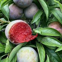 Free Extra 500 Seeds/American Apricot Plum Tree Seedlings American Dinosaur Egg Pl Plants Live   Vegetable Seeds Seeds Hosta Plants Live Plants Plants Gardening Flower Seeds Plant Flowers For Outside Semillas De Flores Para Sembrar Gardening  All  Live Plants Not Seeds Live Plants  Plants For Outside Mosquito Repellent Outdoor Garden Perennial Plants Seeds For Planting Live Plants  Not Seeds Perennial Flower Seeds Plant Seeds