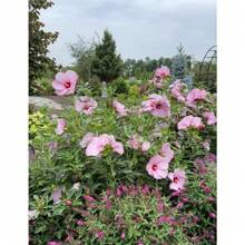 Seltyne Beautiful Hibiscus Flower Seeds With Strong Cold Resistance And Suitable For Planting