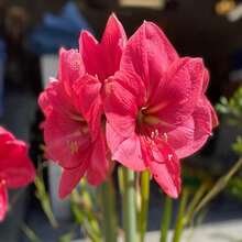Deep Pink Hue Amaryllis - 20 SEEDS