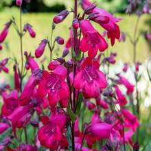 100 SENSATION MIX PENSTEMON Hartwegii Barttonge Colors Bicolor Red, Pink, White, Purple, White Flower Seeds - 種子 - 查看 5