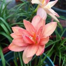 Seeds 2 Rain Lily B1ulbs TW91030113 - Variant1 - View 4